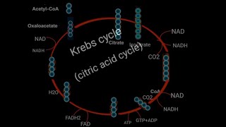 Krebs cycle (citric acid cycle)