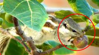 The squirrel is eating figs || Animals and Birds