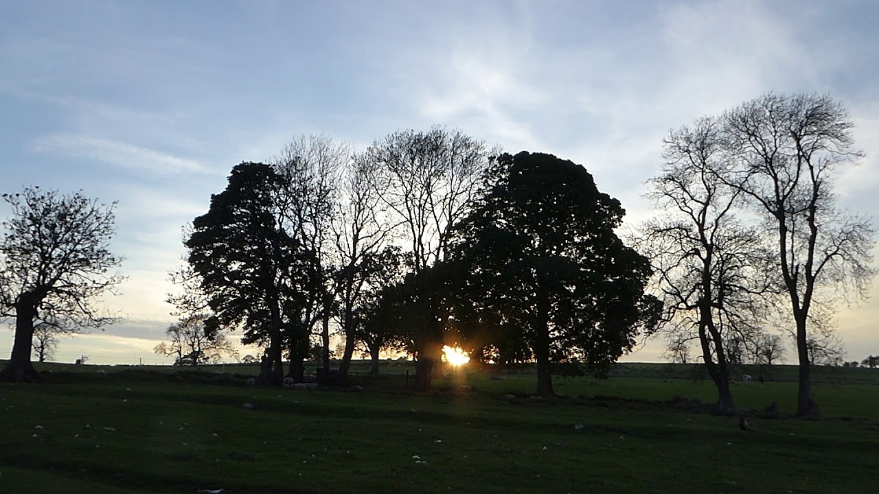 37. Trees - YouTube