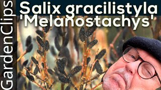 Salix Gracilistyla 'Melanostachys' - Growing Salix Gracilistyla
