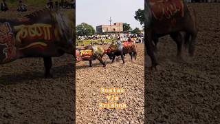 Rustam🔥 v/s krishna💪🏻 | #buffalo #fight #ladai #takkar #दंगल #tournament #dangal #fighting #bull screenshot 1