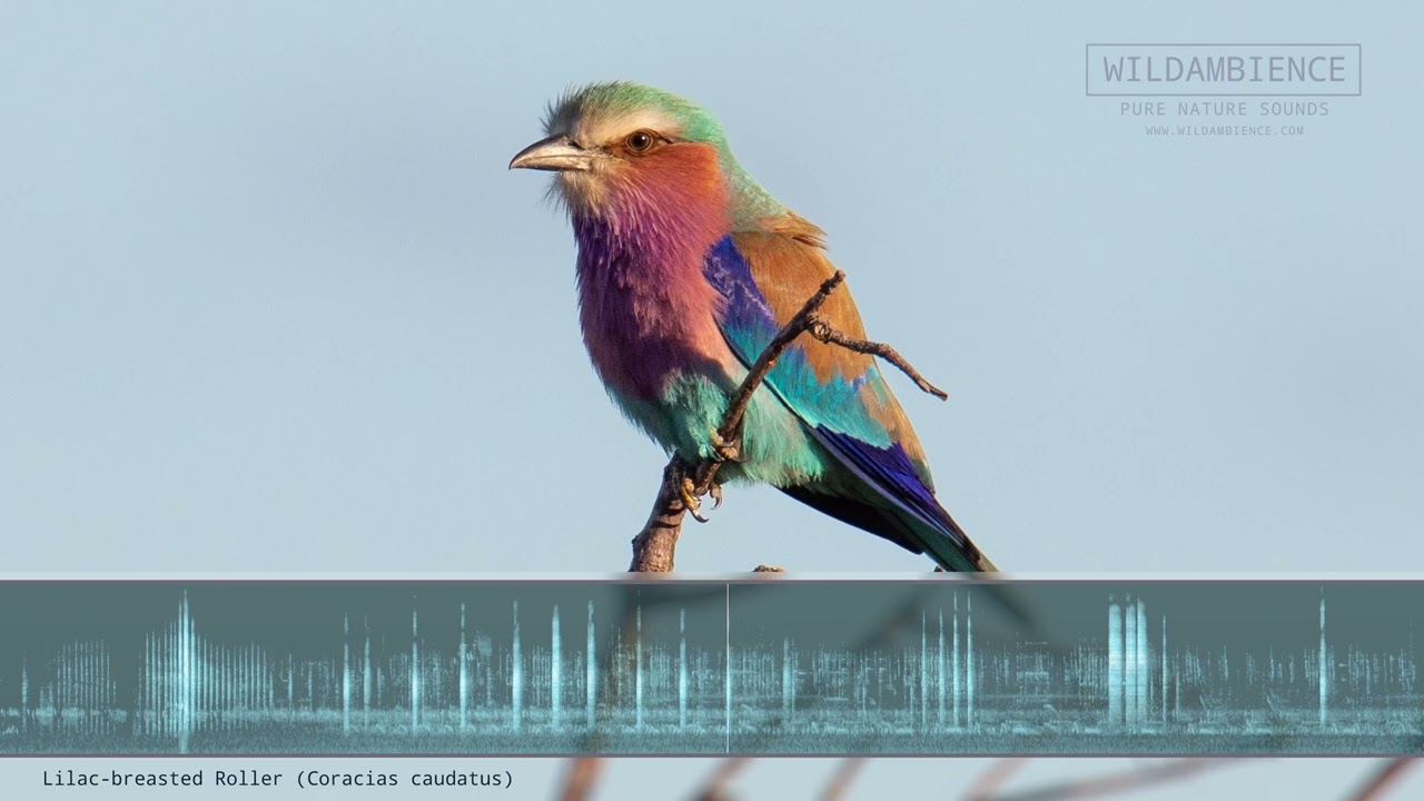 Lilac-breasted Roller Call & Sounds