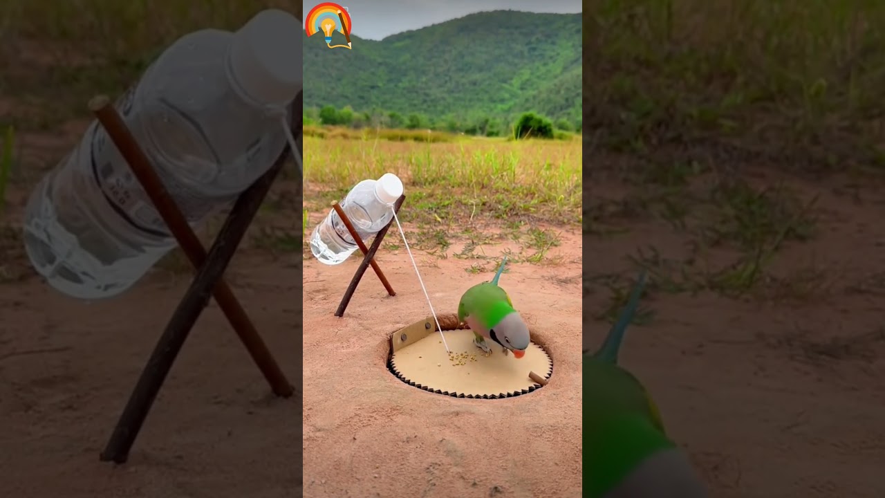 Top Bird Trapper Reveals Best Techniques to Catch