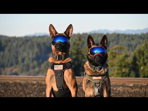 Big Bear & Ravenous Raven our Belgian Malinois pups at Orchard Heights Elementary School Field
