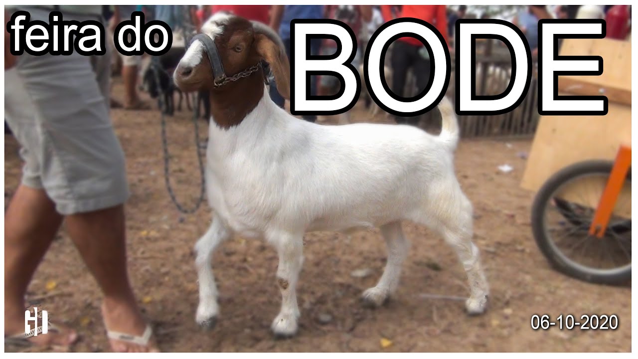 Feira do Bode em Caruaru PE, confira mais esse vídeo! YouTube Feira do Bode em Caruaru PE, confira mais esse vídeo! YouTube