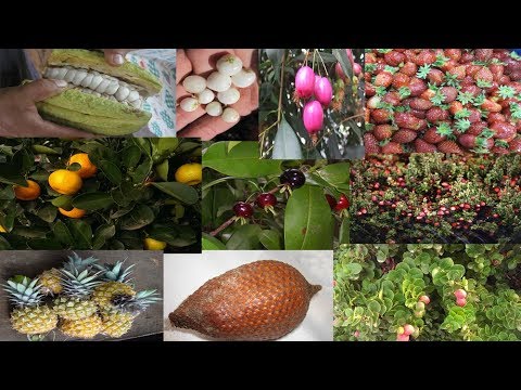 Video: Vnútorné Ihličnany (19 Fotografií): Trpasličí Dekoratívne Druhy Pre Domácnosť, Starostlivosť A Tipy Na Pestovanie