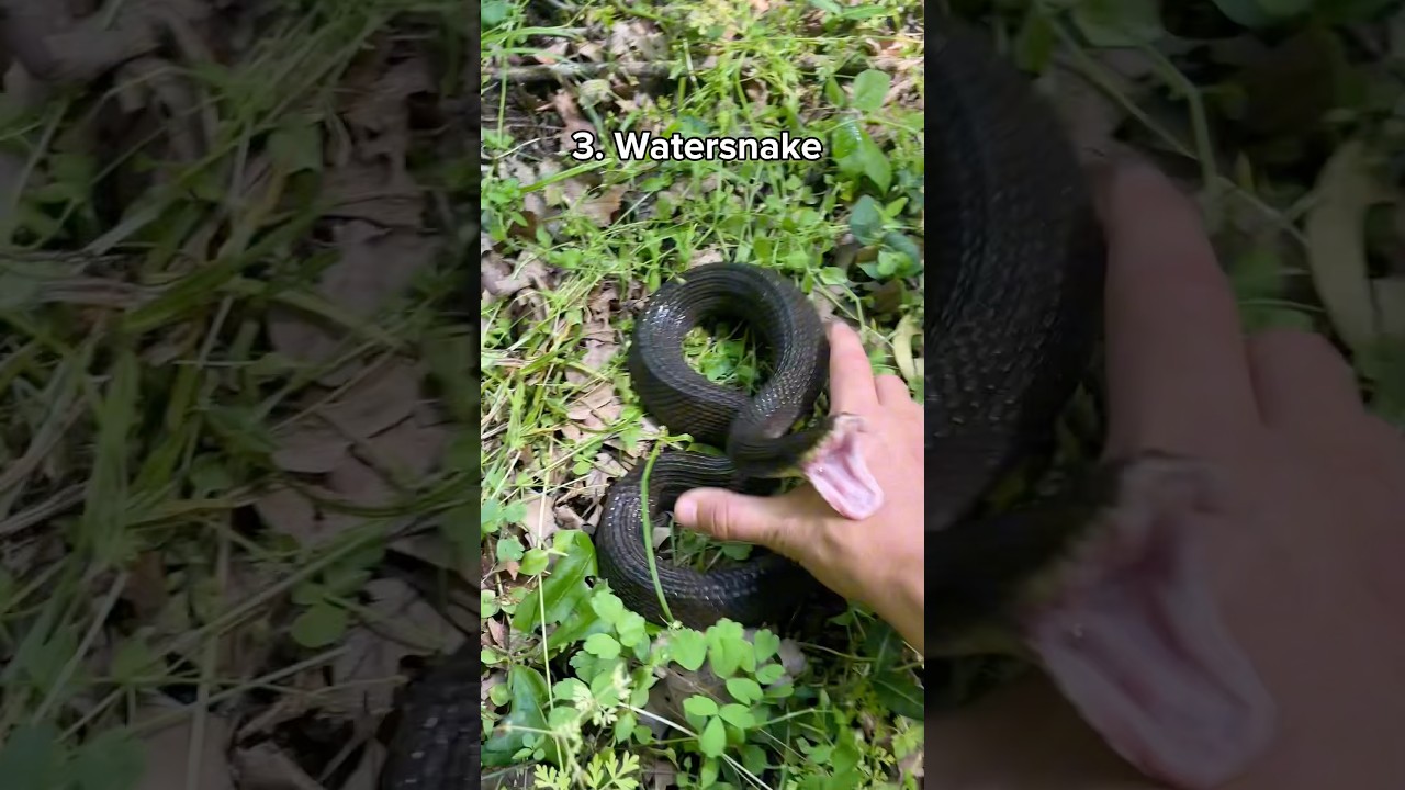 Which snake would you grab?  