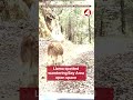 Llama spotted wandering Bay Area open space