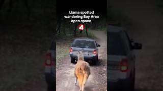 Llama spotted wandering Bay Area open space
