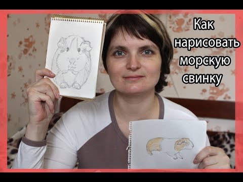 Как рисовать морскую свинку