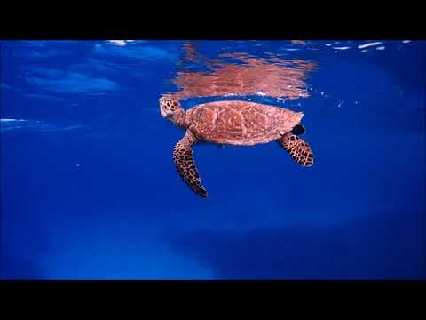 カメの呼吸 ディーズパルス沖縄 Youtube