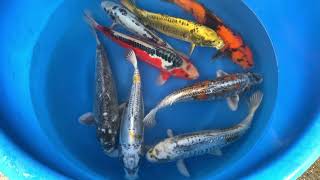 202011 SP-A30 Maruhiro Nisai Selected Doitsu Mix 37-43 cm ORDER