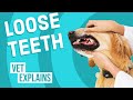 Loose Teeth in Dogs