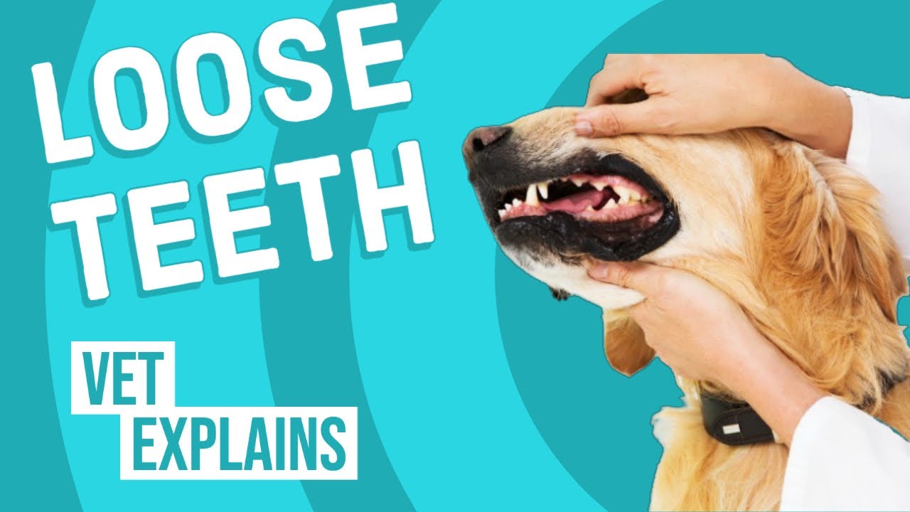 What To Do If Your Dog Has a Loose Tooth  