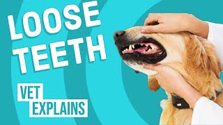 Loose Teeth in Dogs