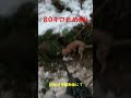 #S168【閲覧注意】80キロ猪止め差し