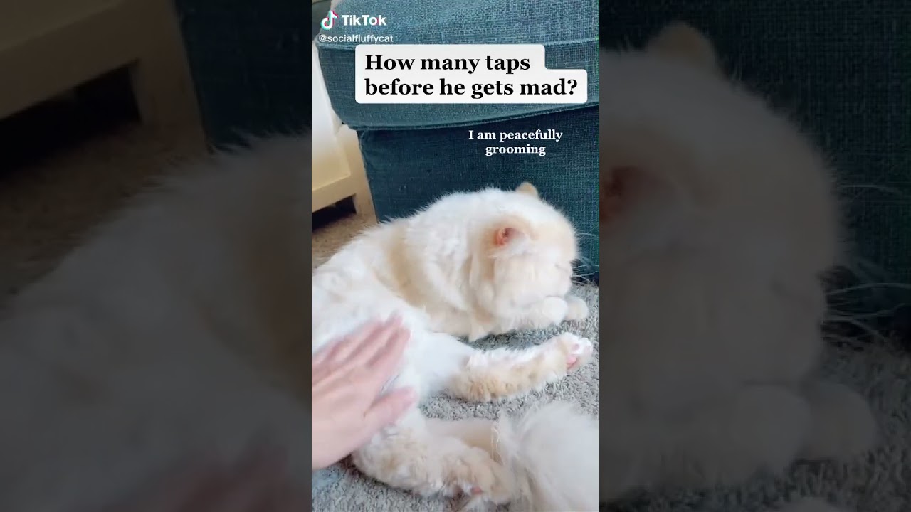 Annoyed cat 😾❤🐈 