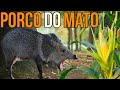 ARMADILHA PARA PEGAR PORCO DO MATO & JAVALI