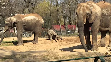 Wie nennt man den weiblichen Elefant?