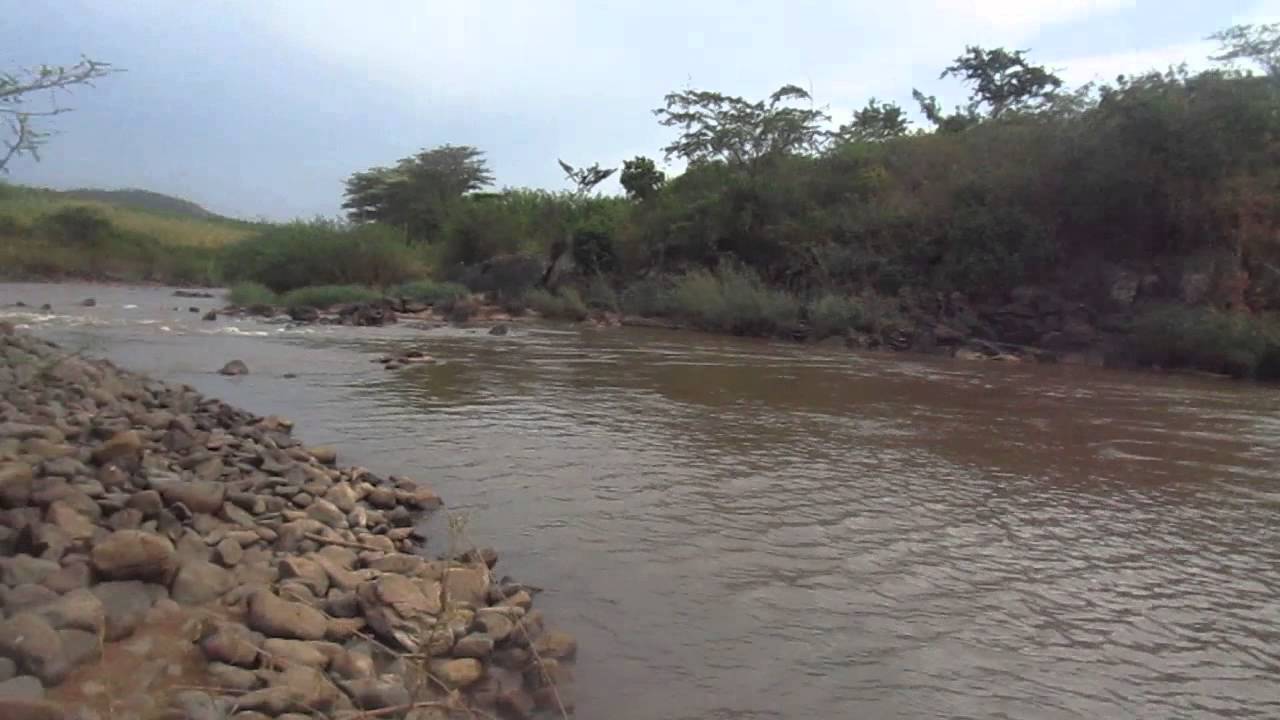 Image result for images of crocodiles in river nyatike