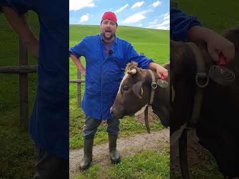Meine Kühe #asmr