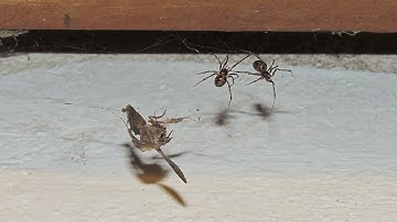 Háromszöges faggyúpók / Triangulate Cobweb Spider / Steatoda triangulosa