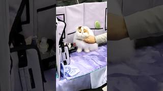 Pretty Persian Kitty Getting Her Hair Done