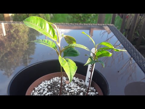 Caimito / Starapple seedlings, January update