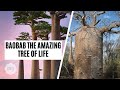 BAOBAB - THE AMAZING TREE OF LIFE