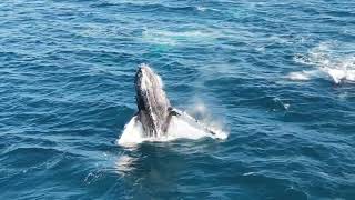 We didn't expect to see whales today! What an acrobatic show. La Paz, Baja California Sur 2024