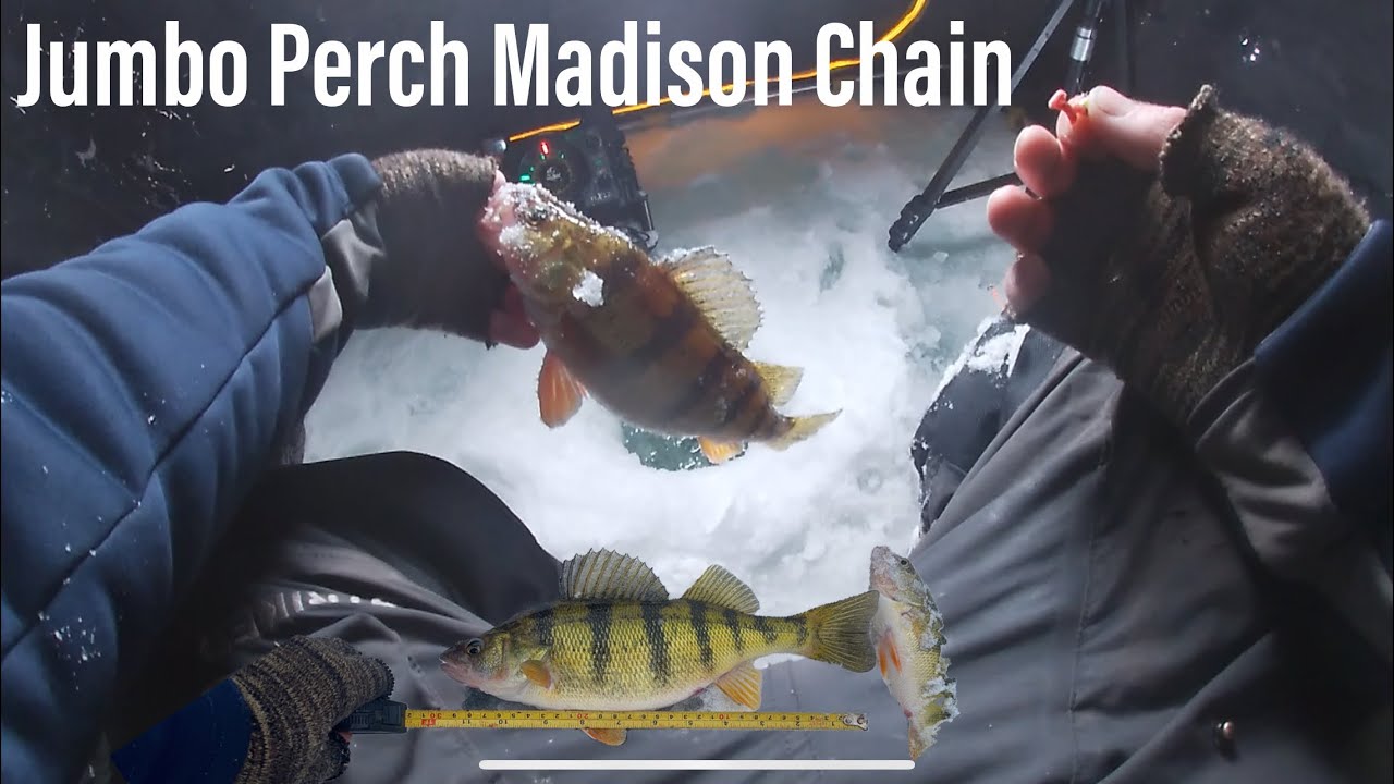 Perch fishing the Madison Chain (Big One) - YouTube