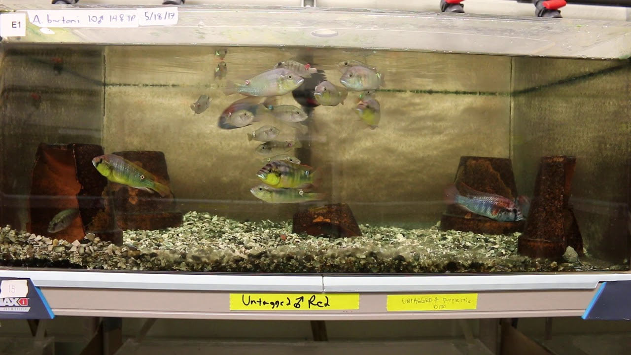 Dijkstra lab cichlid, Astatotilapia burtoni