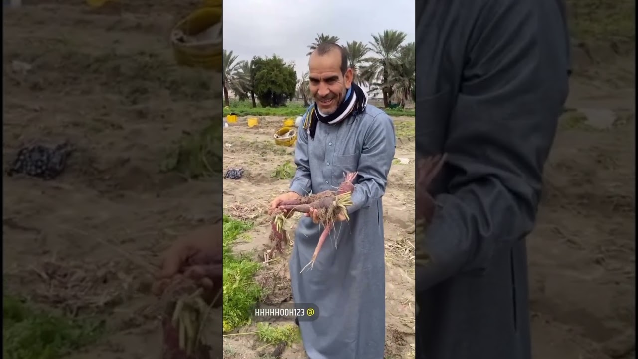 عائلة الناجم خبرة أكثر من 50 سنه في زراعة الجزر الحساوي الاحمر النادر في قرية المطيرفي في الاحساء