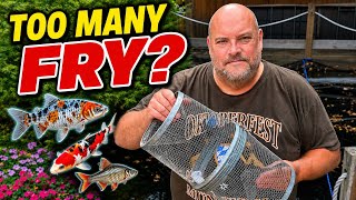 Too Many Fry in Your Pond? Here’s an Easy Way to Catch Them! #shubunkin #koi