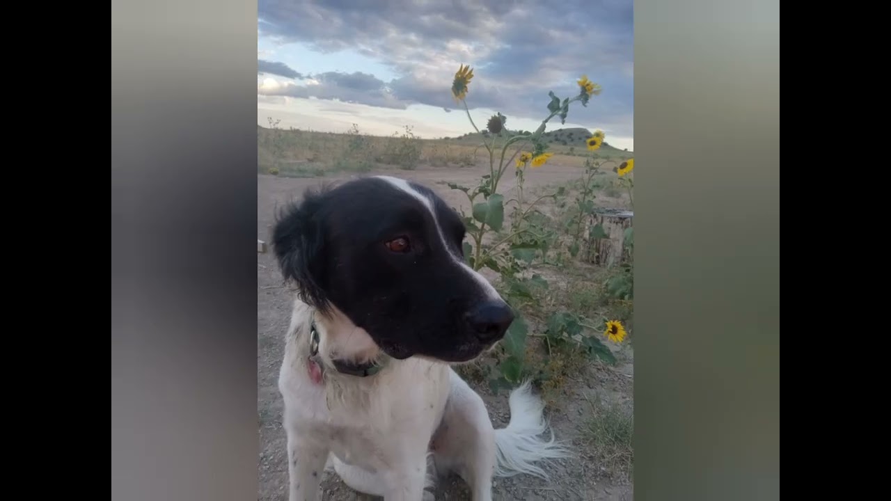 Wildflowers & sunsets 