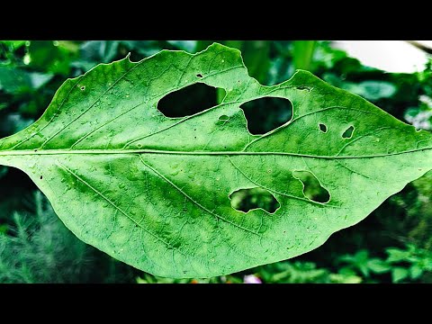 Vídeo: Por que existem buracos no meu Hosta: razões pelas quais uma planta Hosta tem buracos na folhagem