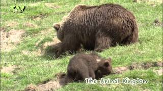 Brown Bear U0026 Cubs  Bruine Beer Met Jongen  Ursus Arctos
