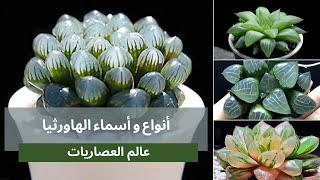 أنواع النباتات العصارية: عصاريات الهاورثيا - نباتات الزينة الداخلية واسمائها