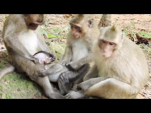 baby-monkey-kidnapped-by-teenage-monkeys