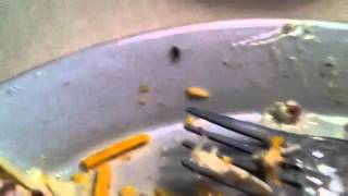Roach in Salad at Ruby Tuesday in Walterboro....
