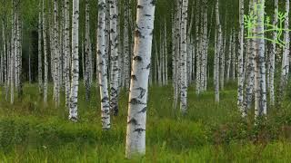 Tit and Nightingale Singing birds in a birch grove