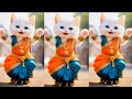 رقصة قطط قصيرة    رقصة قطط مضحكة مضحكة     قطة راقصة  فيديو مضحك  فيديوهات قطط               