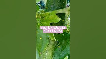 5 LỢI ÍCH ĐẶC BIỆT CỦA LÁ MƯỚP