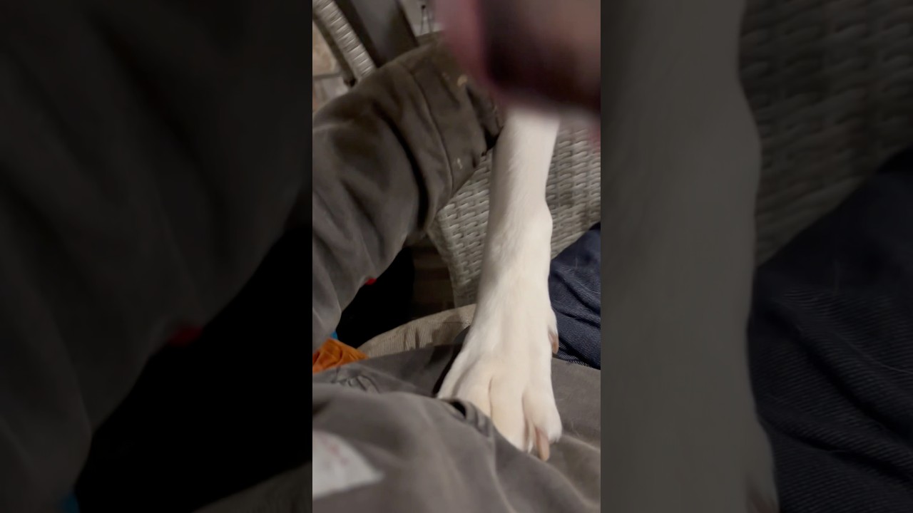 Zen’s Revenge 😂