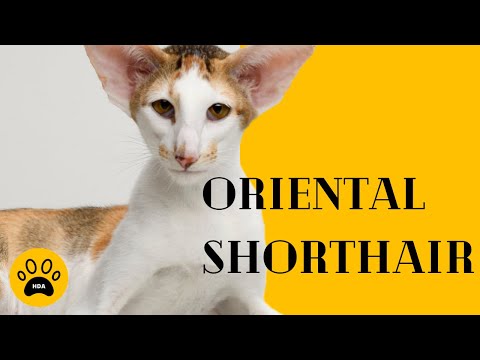 Vidéo: Comment Préparer Un Chat Oriental Pour Un Spectacle