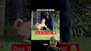 Bhediye dekhte rahe aur Dog ne Bear par kiya attack 👑🐕 #shorts #facts #piluusreaction