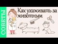 Как ухаживать за животными. Советы ветеринара