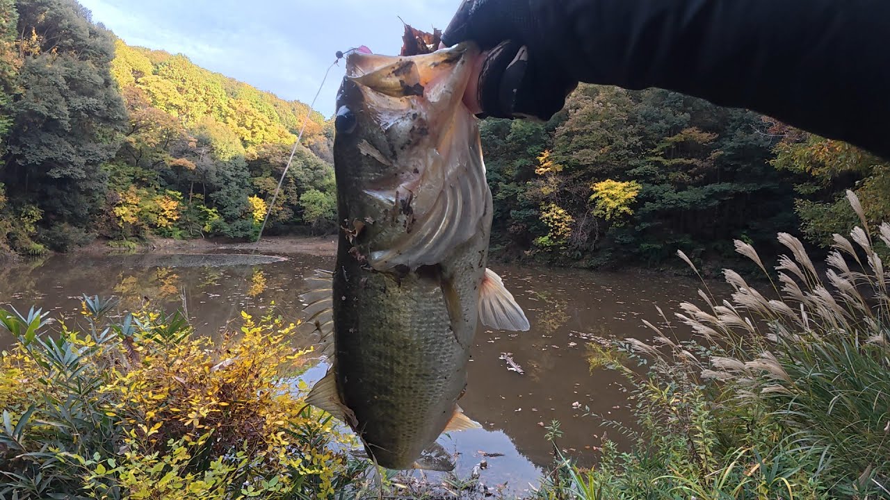 【デカバス降臨】この時期まさかの野池でHuge Bass】