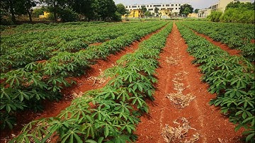 2 rows Cassava Planter