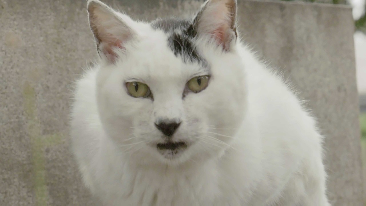 ＜BB.Kong＞STRAY CATS UNRELEASED DEMO maxresdefault.jpg